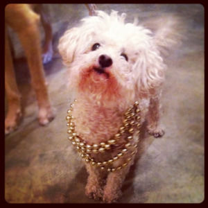 Meet your Posher, Jill